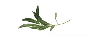 healing olive leaf