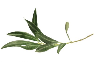 6 Incredible Healing Benefits of Olive Leaf