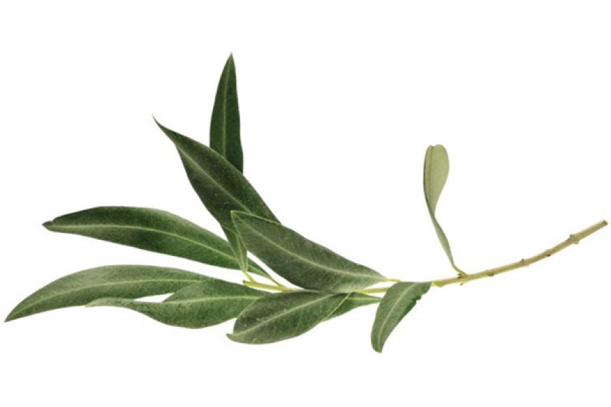 6 Incredible Healing Benefits of Olive Leaf