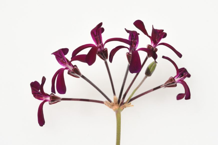Why Pelargonium is the Perfect Plant